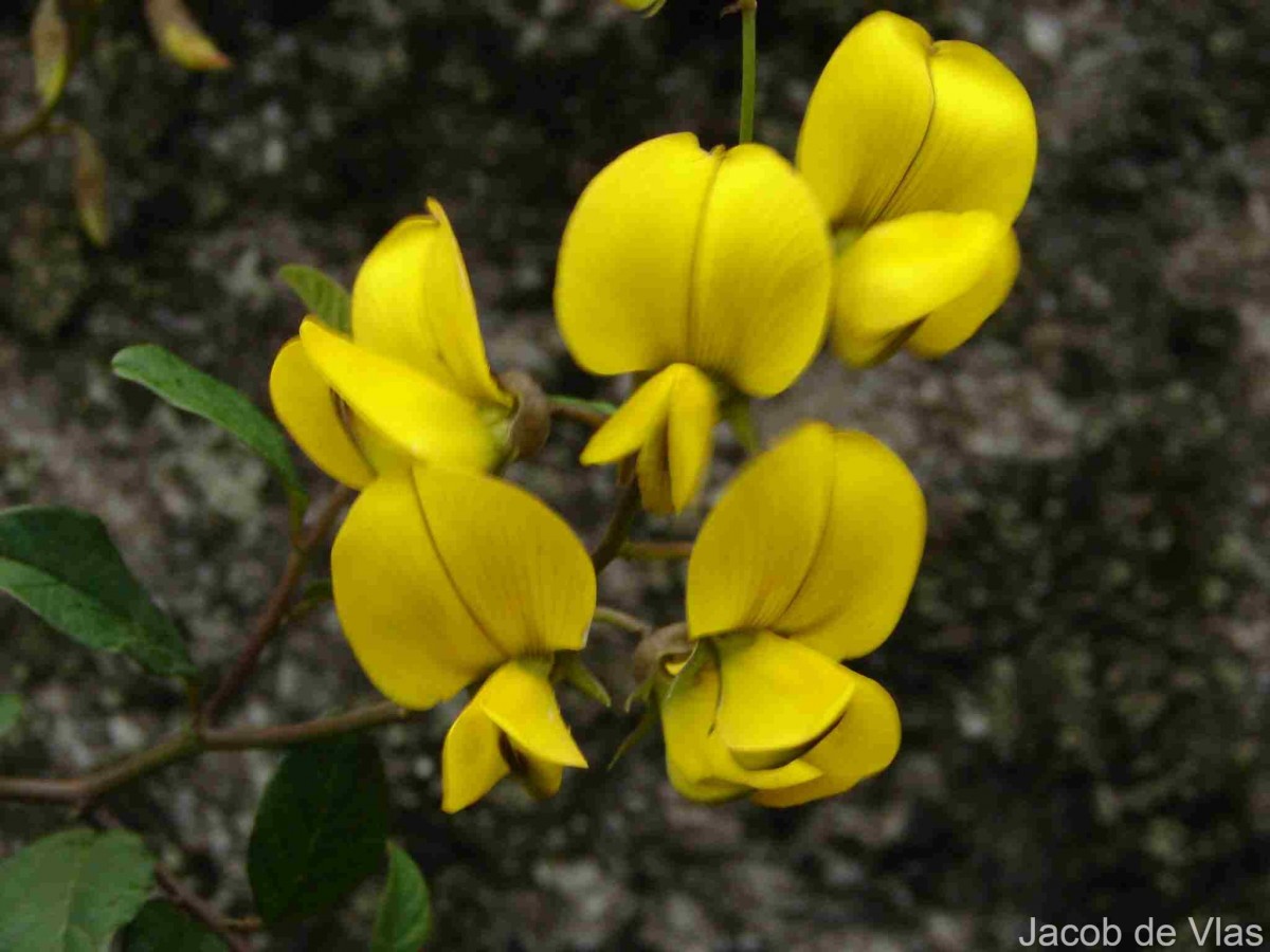 Crotalaria walkeri Arn.